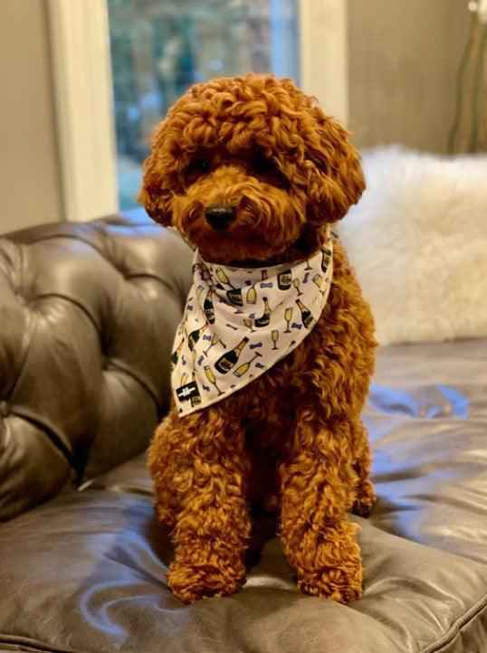 Champs & Treats Dog Bandana