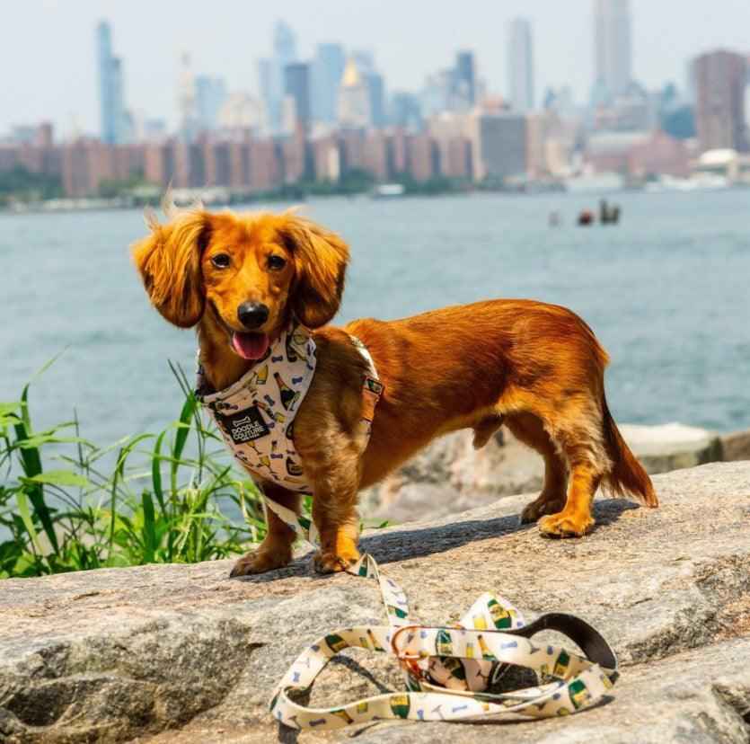 Champs & Treats Dog Collar