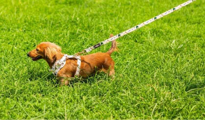 Champs & Treats Dog Leash